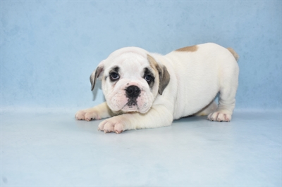 English Bulldog-DOG-Female-Red and White-4761-Petland Monroeville, PA