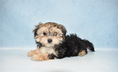 Morkie-DOG-Male-Black and Tan-4762-Petland Monroeville, PA