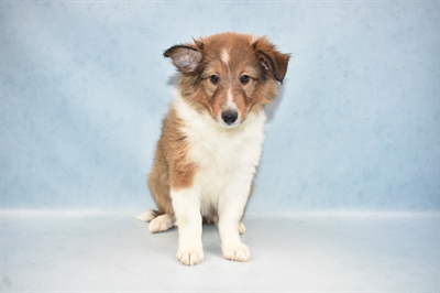 Sheltie-DOG-Female-Sable and White-4763-Petland Monroeville, PA