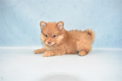 Pomeranian-DOG-Male-Orange-4764-Petland Monroeville, PA