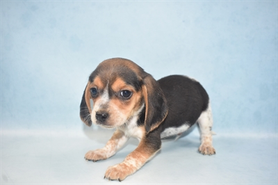 Beagle-DOG-Male-Black Tan and Blue Ticked-4765-Petland Monroeville, PA