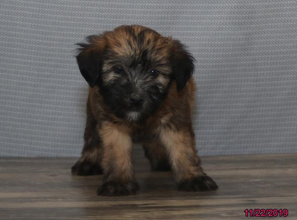 Soft Coated Wheaten Terrier-DOG-Female-Wheaten-4767-Petland Monroeville, PA