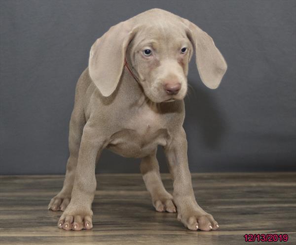 Weimaraner-DOG-Female-Gray-4768-Petland Monroeville, PA