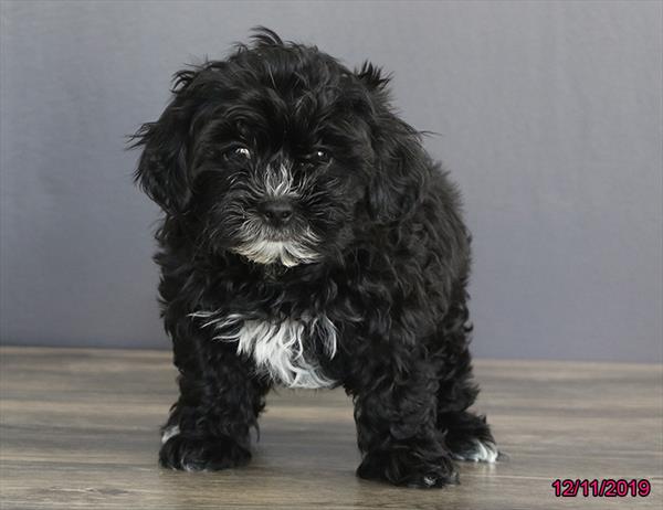 ShizaPoo-DOG-Female-Black-4770-Petland Monroeville, PA
