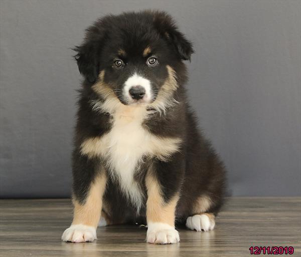Australian Shepherd-DOG-Male-Tri-Colored-4771-Petland Monroeville, PA