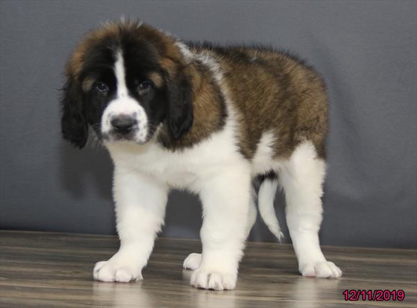 Saint Bernard-DOG-Female-Sable / White-4772-Petland Monroeville, PA