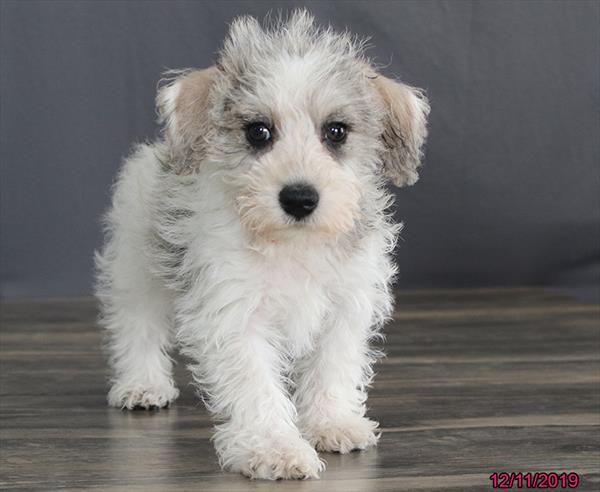 Schnoodle-DOG-Female-Salt / Pepper-4773-Petland Monroeville, PA
