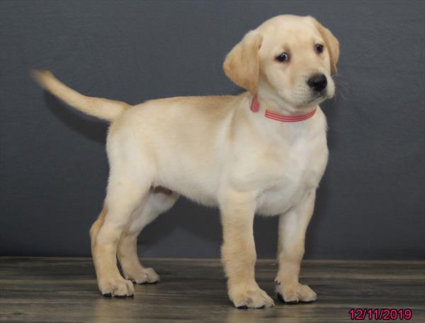 Labrador Retriever-DOG-Female-Yellow-4774-Petland Monroeville, PA