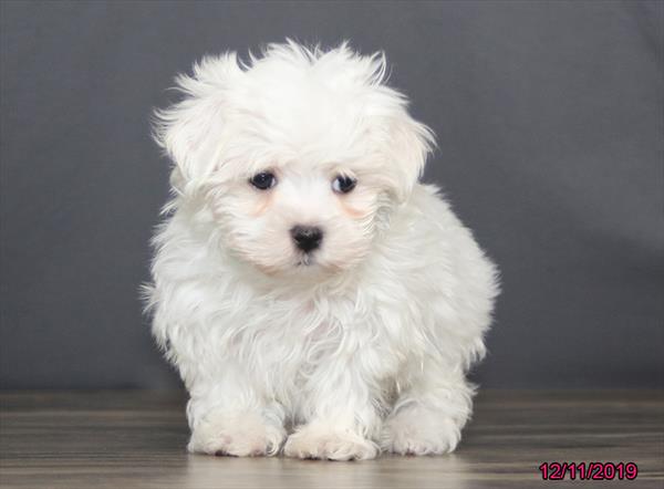 Maltese-DOG-Female-White-4776-Petland Monroeville, PA