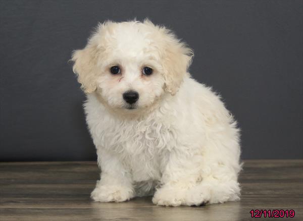 Bichon-DOG-Male-White-4777-Petland Monroeville, PA