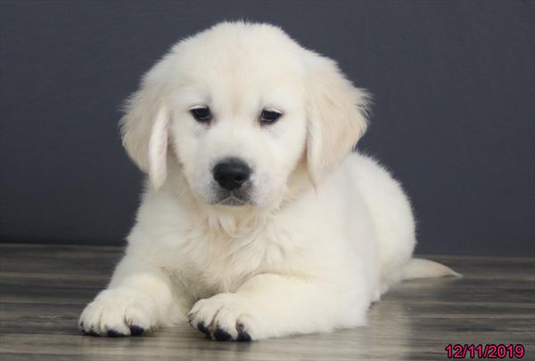 Golden Retriever-DOG-Male-Golden-4778-Petland Monroeville, PA