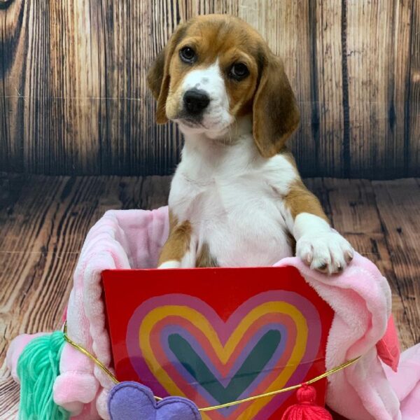 Beagle-DOG-Female-Black White and Tan-4824-Petland Monroeville, PA