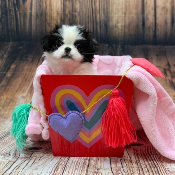 Japanese Chin-DOG-Female-Black and White-4831-Petland Monroeville, PA