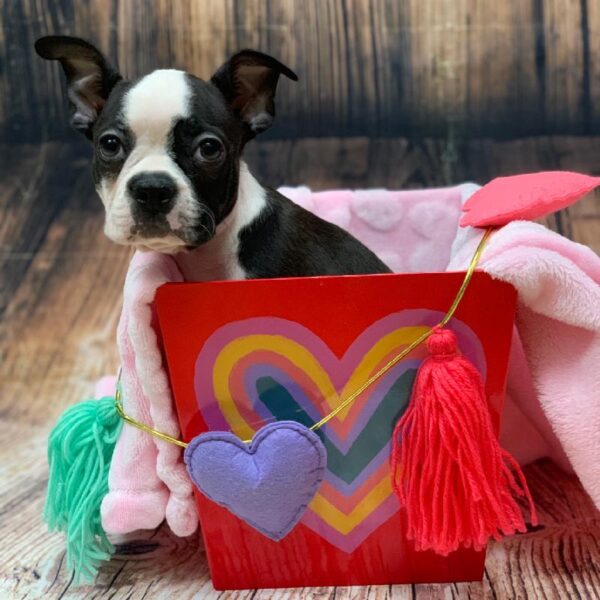 Boston Terrier-DOG-Male-Black Brindle and White-4825-Petland Monroeville, PA
