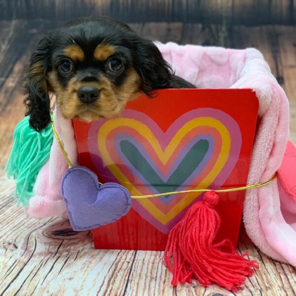 Cavalier King Charles Spaniel-DOG-Male-Black and Tan-4826-Petland Monroeville, PA