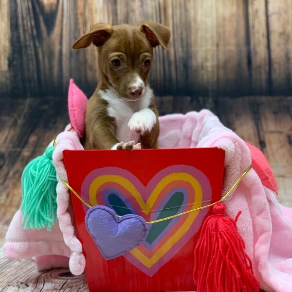Rat Terrier-DOG-Male-White and Chocolate-4839-Petland Monroeville, PA