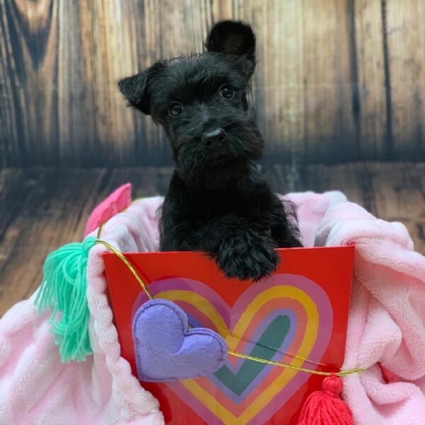 Scottish Terrier-DOG-Male-Black-4836-Petland Monroeville, PA