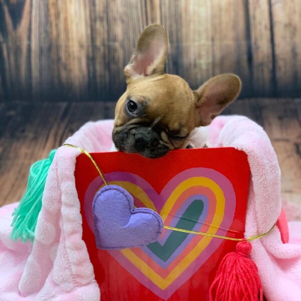 French Bulldog-DOG-Male-Red-4830-Petland Monroeville, PA