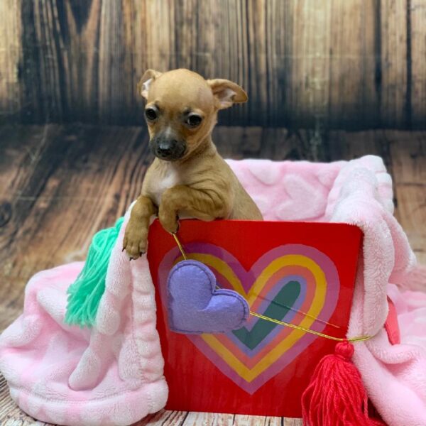 Chihuahua-DOG-Male-Fawn-4827-Petland Monroeville, PA