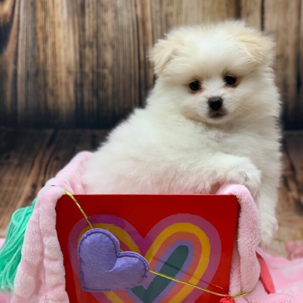 Pomeranian-DOG-Male-White-4835-Petland Monroeville, PA