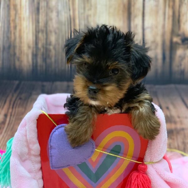 Yorkie-DOG-Male-Black and Tan-4837-Petland Monroeville, PA