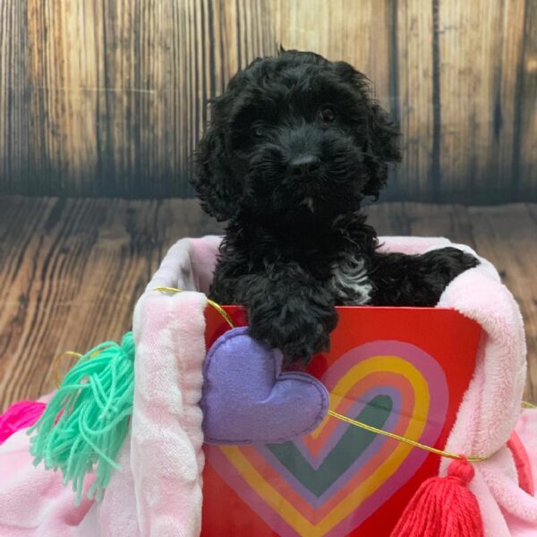 Cockapoo-DOG-Male-Black-4828-Petland Monroeville, PA