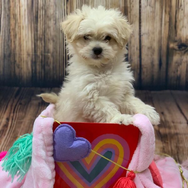 Peke-a-poo-DOG-Male-Cream-4832-Petland Monroeville, PA