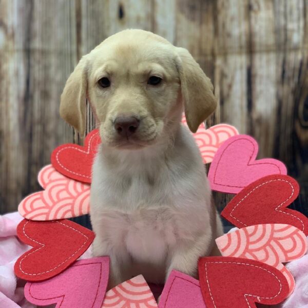 Labrador Retriever-DOG-Female-Yellow-4838-Petland Monroeville, PA