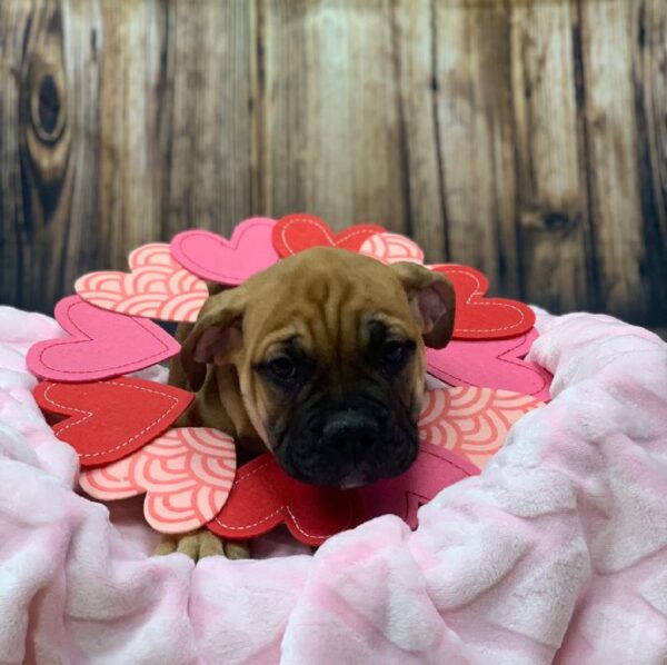 Old English Bulldog-DOG-Male-Red-4834-Petland Monroeville, PA