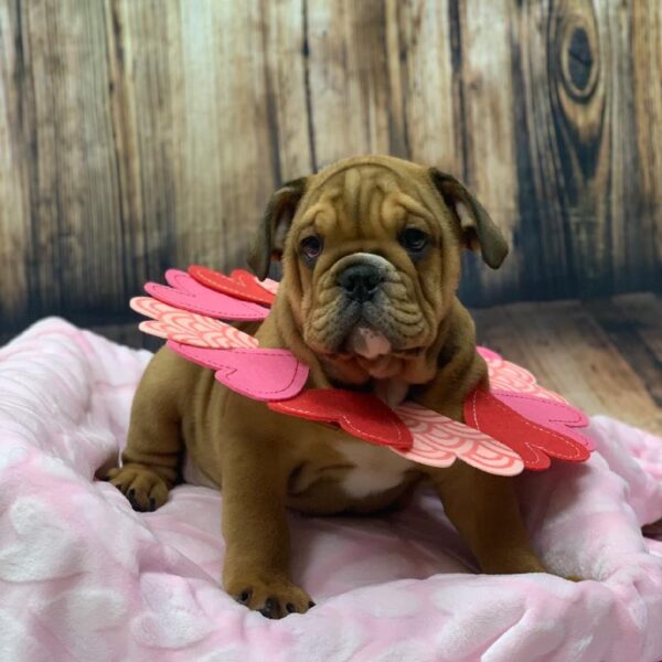 English Bulldog-DOG-Male-Red-4829-Petland Monroeville, PA