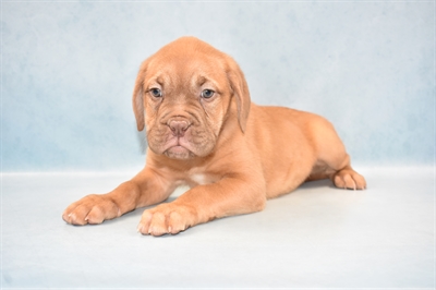 Dogue De Bordeaux-DOG-Female-Mahogany-4880-Petland Monroeville, PA