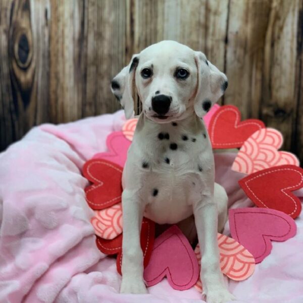 Dalmatian-DOG-Female-White and Black-4876-Petland Monroeville, PA