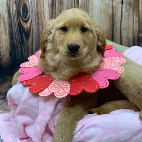 Golden Retriever-DOG-Male-Golden-4877-Petland Monroeville, PA