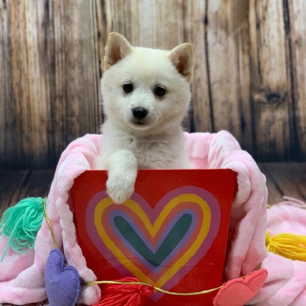 Imo- Inu-DOG-Female-Cream-4878-Petland Monroeville, PA