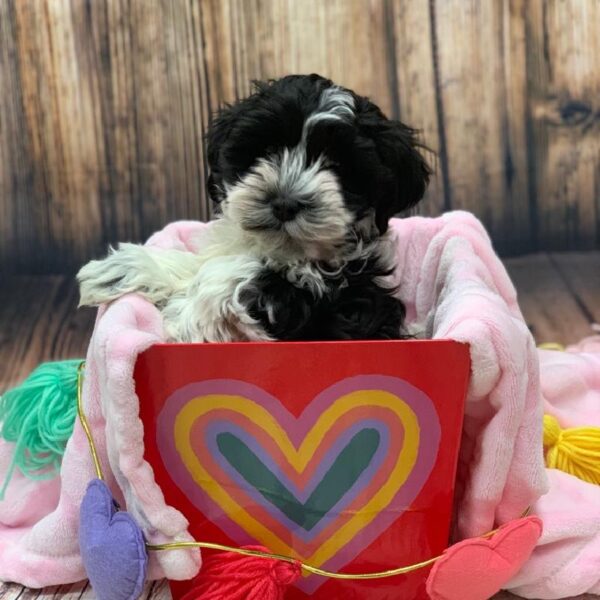 Teddy Bear-DOG-Male-Black and White-4879-Petland Monroeville, PA
