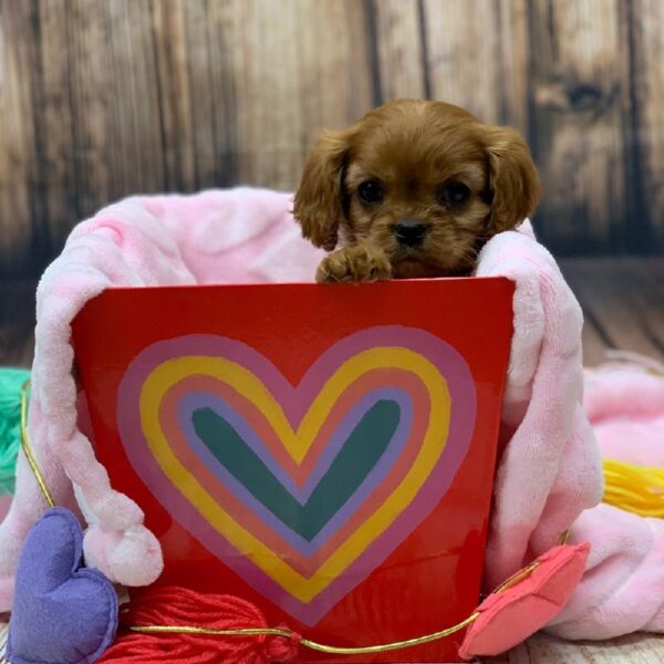 Cavalier King Charles Spaniel-DOG-Female-RUBY-4888-Petland Monroeville, PA