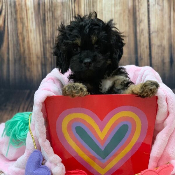 Cavapoo-DOG-Female-BLK & TN-4886-Petland Monroeville, PA