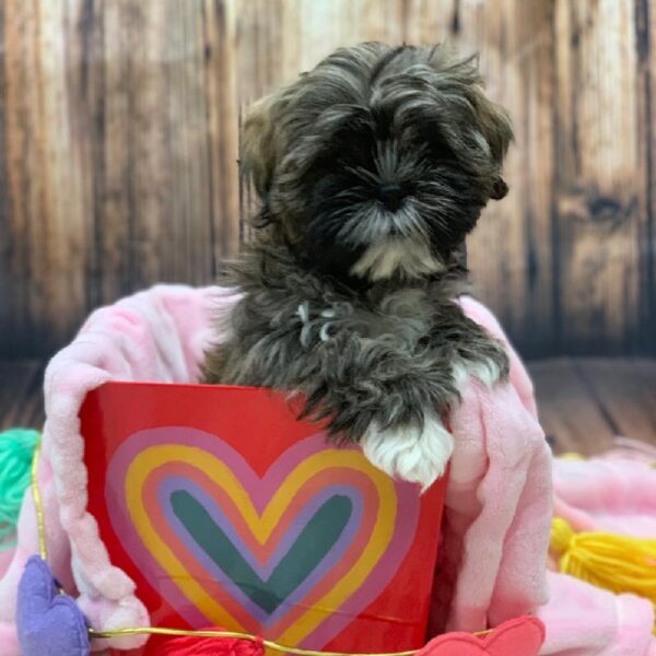 Shih Tzu-DOG-Male-Gold Sable-4881-Petland Monroeville, PA