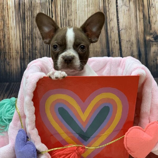 Boston Terrier-DOG-Female-SL & WH-4883-Petland Monroeville, PA