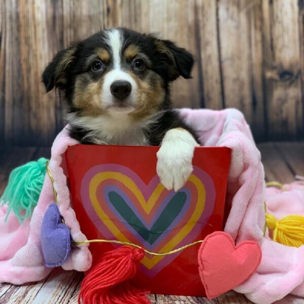 Australian Shepherd-DOG-Female-Black White & Tan-4882-Petland Monroeville, PA