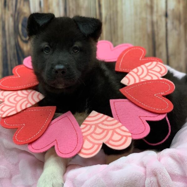 Akita-DOG-Female-BROWN & WHITE-4889-Petland Monroeville, PA