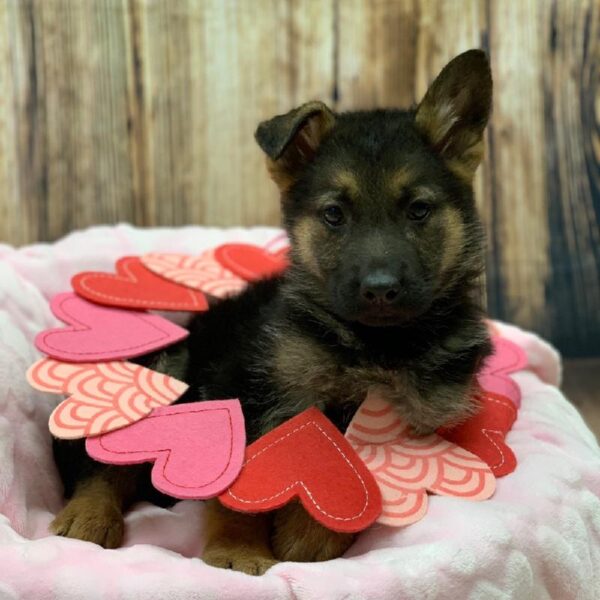 German Shepherd-DOG-Female-BLK & TN-4885-Petland Monroeville, PA
