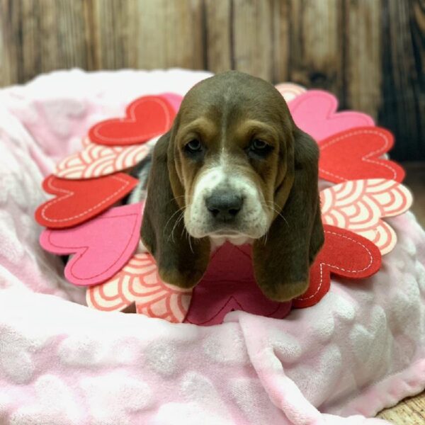 Basset Hound-DOG-Male-BL WH & TN-4884-Petland Monroeville, PA