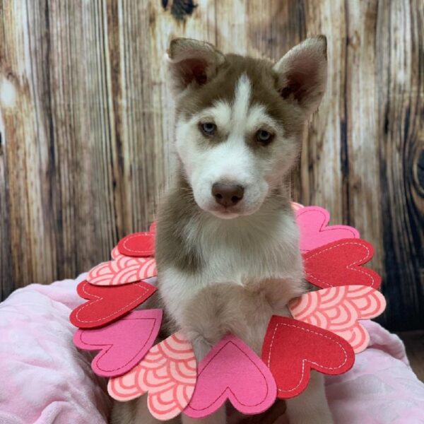 Siberian Husky-DOG-Male-RD & WH-4887-Petland Monroeville, PA