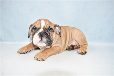 English Bulldog-DOG-Male-Red and White-4905-Petland Monroeville, PA
