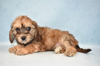 Cavachon-DOG-Male-Ruby-4906-Petland Monroeville, PA