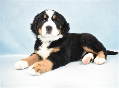 Bernese Mountain Dog-DOG-Female-Black Rust and White-4907-Petland Monroeville, PA