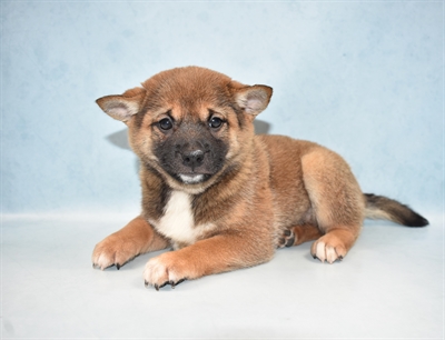 Shiba Inu-DOG-Female-Red Sesame-4908-Petland Monroeville, PA