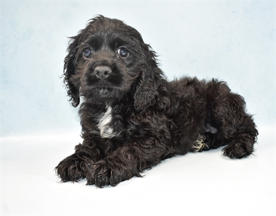 Cocker Spaniel-DOG-Female-Black-4909-Petland Monroeville, PA