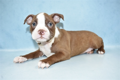 Boston Terrier-DOG-Male-Seal and White-4910-Petland Monroeville, PA